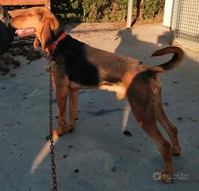 Segugio da caccia alla lepre