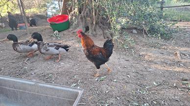 Disponibili galli