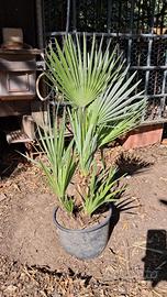 Piante Palmetta Nana