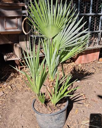 Piante Palmetta Nana