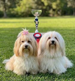 Cuccioli Bichon Havanese