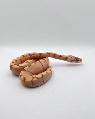 Pitone Reale-Banana spider het pied 50% het clown