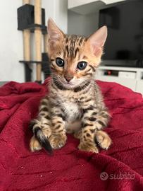 Splendidi cuccioli di bengala