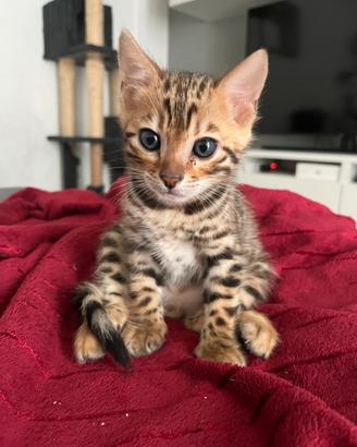 Splendidi cuccioli di bengala