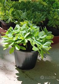 Sedum Palmieri - 5 vasetti - spedizione gratuita 