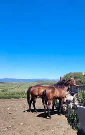 Puledro cavallo