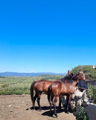 Puledro cavallo