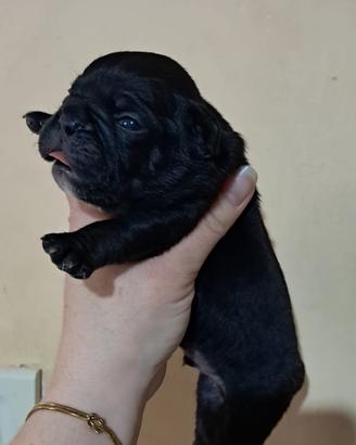 Bulldog francese
