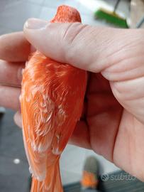 Canarini maschi rossi