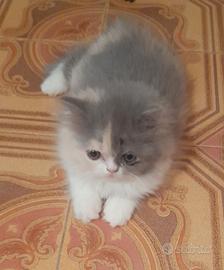 cucciola di gatto persiano 