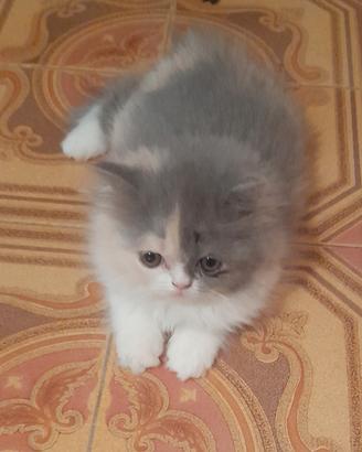 cucciola di gatto persiano 