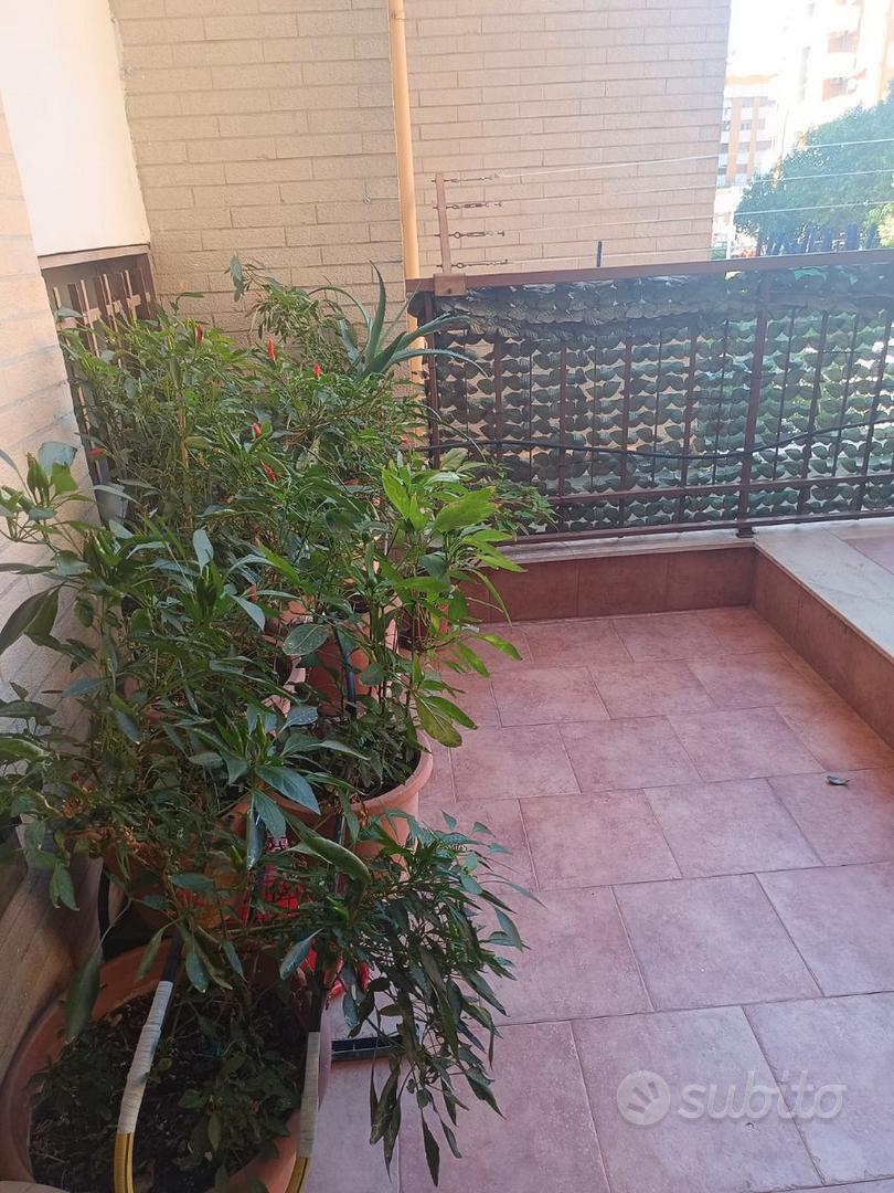 Appartamento – Foggia - Vista 5