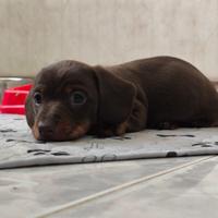 Bassotto tedesco nano kaninchen a pelo corto Enci