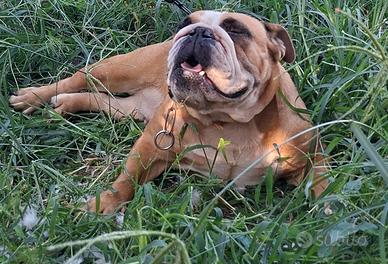 Bulldog inglese
