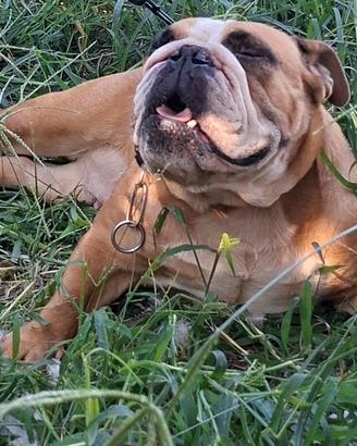 Bulldog inglese