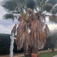palme Washington 