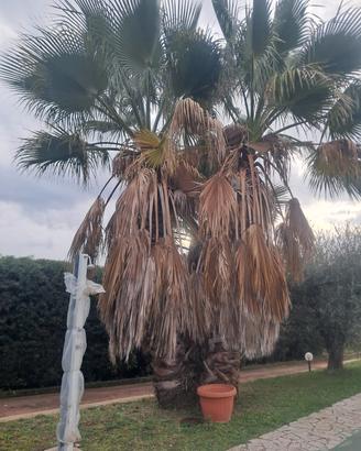 palme Washington 