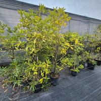 piante di Olea Fragrans