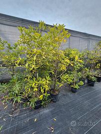 piante di Olea Fragrans