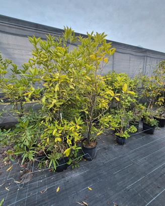 piante di Olea Fragrans
