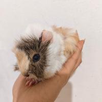 Cavia femminuccia