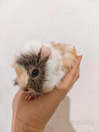Cavia femminuccia