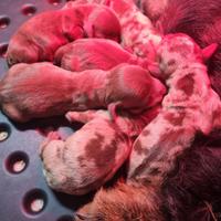 Bassotto pelo duro cuccioli