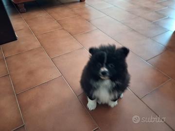 Cucciola di volpino