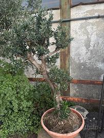 Ulivo bonsai