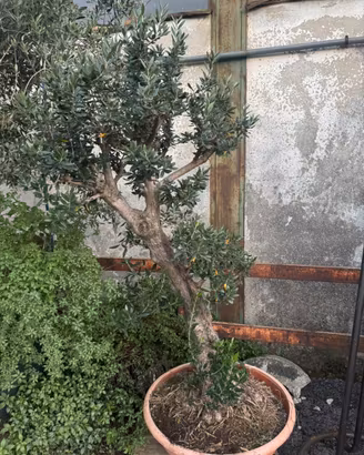 Ulivo bonsai