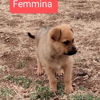 Cuccioli di Chinook