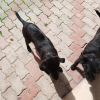 Cuccioli di pincher