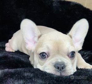 Buldod francese femmina