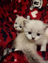 Gattini Siberiani ipoallergenici