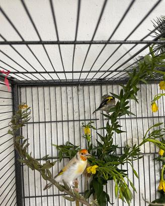 Cardellina Isabella
