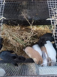 Conigli California e rosso di Borgogna