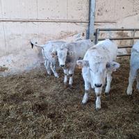 Vitelli Marchigiani per TORO