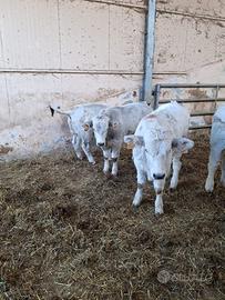 Vitelli Marchigiani per TORO