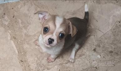 Chihuahua