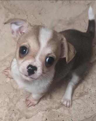 Chihuahua