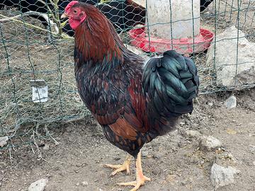 Galline wyandotte