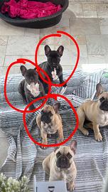 Ultimi cuccioli di bulldog francese disponibili