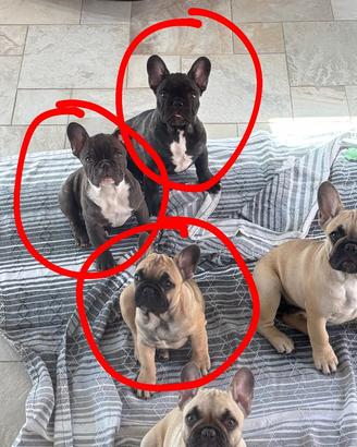 Ultimi cuccioli di bulldog francese disponibili