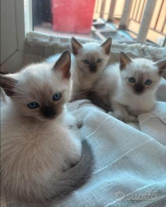 Gattini simil siamese