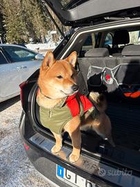 Shiba maschio 3 anni - per accoppiamento