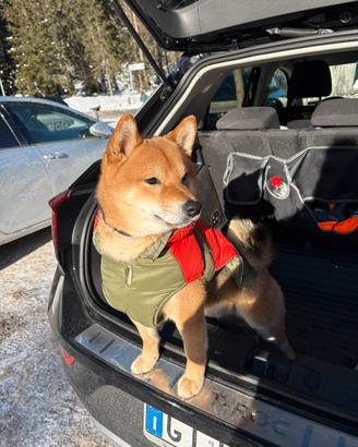 Shiba maschio 3 anni - per accoppiamento