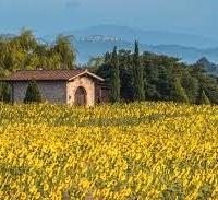 Vicchio terreno mq 5000 con pozzo