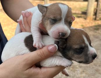 Cuccioli Maschi JACK RUSSELL