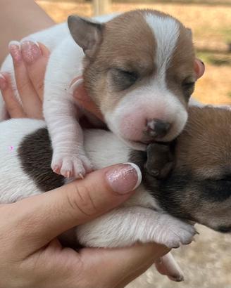 Cuccioli Maschi JACK RUSSELL