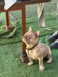 Bull dog francese Isabella new shade: PER MONTA